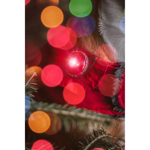 Orbiloc Dog Dual Safety Light 4 Orbiloc Dog Dual Safety Light – Bild 2