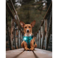 Orbiloc Dog Dual Safety Light 23 Orbiloc Dog Dual Safety Light -Happy Hundchen Geschaft orbiloc led veiligheidslamp 188118 0500 none