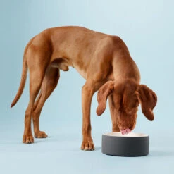 PAIKKA Cool Bowl -Happy Hundchen Geschaft paikka cool bowl 217839 0500 none