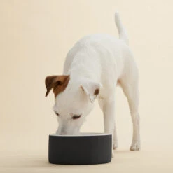 PAIKKA Cool Bowl -Happy Hundchen Geschaft paikka cool bowl 217840 0500 none