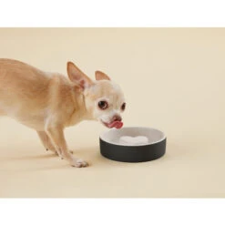 PAIKKA Slow Feed Bowl -Happy Hundchen Geschaft paikka slow feed bowl 217877 0500 none