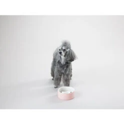 PAIKKA Slow Feed Bowl -Happy Hundchen Geschaft paikka slow feed bowl 217878 0500 none