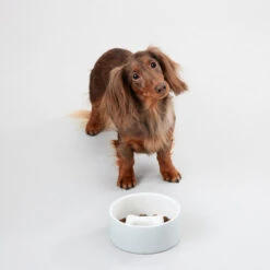 PAIKKA Slow Feed Bowl -Happy Hundchen Geschaft paikka slow feed bowl 217879 0500 none