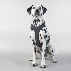 PAIKKA Visibility Harness 14 PAIKKA Visibility Harness -Happy Hundchen Geschaft paikka visibility harness 217809 0500 none