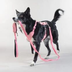 PAIKKA Visibility Leash -Happy Hundchen Geschaft paikka visibility leash 217818 0500 none
