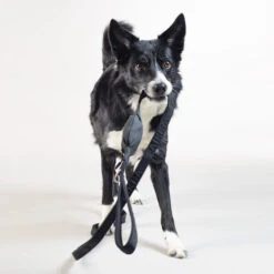 PAIKKA Visibility Leash -Happy Hundchen Geschaft paikka visibility leash 217819 0500 none