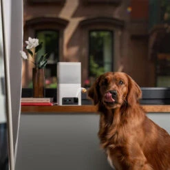 Petcube Bites 2 Lite 8 Petcube Bites 2 Lite -Happy Hundchen Geschaft petcube bites 2 lite 221205 0500 none