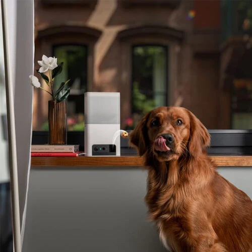 Petcube Bites 2 Lite 4 Petcube Bites 2 Lite – Bild 2