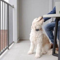 PetSafe Anti-Bell-Halsband 9 PetSafe Anti-Bell-Halsband -Happy Hundchen Geschaft petsafe anti blafhalsband 208109 0500 none