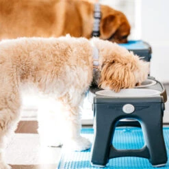 Popware Adjustable Height Pet Feeder 17 Popware Adjustable Height Pet Feeder -Happy Hundchen Geschaft popware adjustable height pet feeder 164587 0500 none