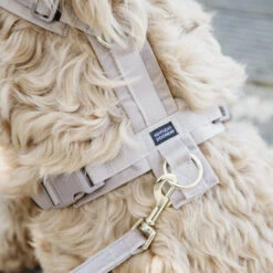Kentucky Dog Harness Active Velvet 13 Kentucky Dog Harness Active Velvet -Happy Hundchen Geschaft prod 15744 218987 0500 none