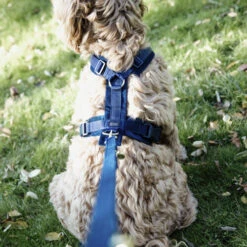 Kentucky Dog Harness Active Velvet 15 Kentucky Dog Harness Active Velvet -Happy Hundchen Geschaft prod 15744 218992 0500 none