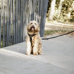 Kentucky Dog Harness Active Velvet 14 Kentucky Dog Harness Active Velvet -Happy Hundchen Geschaft prod 15744 218994 0500 none