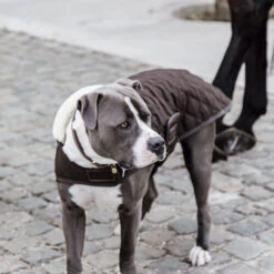 Kentucky Hundemantel Original -Happy Hundchen Geschaft prod 15745 218998 0500 none