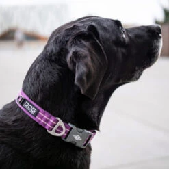 DOG Copenhagen Urban Style Halsband -Happy Hundchen Geschaft prod 15937 220286 0500 none