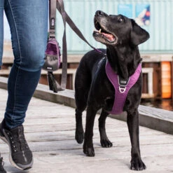 DOG Copenhagen Comfort Walk Pro Geschirr -Happy Hundchen Geschaft prod 15938 220297 0500 none