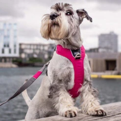 DOG Copenhagen Comfort Walk Pro Geschirr -Happy Hundchen Geschaft prod 15938 220300 0500 none