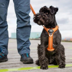 DOG Copenhagen Comfort Walk Air Geschirr 24 DOG Copenhagen Comfort Walk Air Geschirr -Happy Hundchen Geschaft prod 15939 220308 0500 none