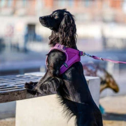 DOG Copenhagen Comfort Walk Go Geschirr 28 DOG Copenhagen Comfort Walk Go Geschirr -Happy Hundchen Geschaft prod 15940 220325 0500 none