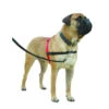 Halti Geschirr -Happy Hundchen Geschaft product halti harnas none 4 1469182826 71674