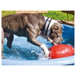 Jolly Egg 13 Jolly Egg -Happy Hundchen Geschaft product jolly egg none 4 1496839894 86968