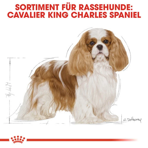 Royal Canin Cavalier King Charles Adult - Hundefutter 7 Royal Canin Cavalier King Charles Adult - Hundefutter – Bild 5