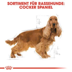 Royal Canin Cocker Adult - Hundefutter 13 Royal Canin Cocker Adult - Hundefutter -Happy Hundchen Geschaft royal canin cocker adult hondenvoer 138145 0500 none