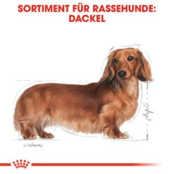 Royal Canin Dachshund Adult Wet - Hundefutter -Happy Hundchen Geschaft royal canin dachshund adult wet hondenvoer 138379 0500 none