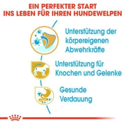 Royal Canin Dachshund Puppy - Hundefutter 11 Royal Canin Dachshund Puppy - Hundefutter -Happy Hundchen Geschaft royal canin dachshund puppy hondenvoer 138337 0500 none