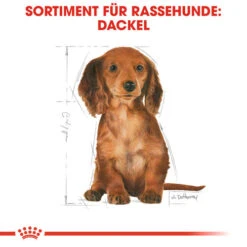 Royal Canin Dachshund Puppy - Hundefutter 13 Royal Canin Dachshund Puppy - Hundefutter -Happy Hundchen Geschaft royal canin dachshund puppy hondenvoer 138346 0500 none