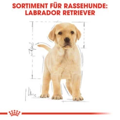 Royal Canin Labrador Retriever Puppy - Hundefutter 13 Royal Canin Labrador Retriever Puppy - Hundefutter -Happy Hundchen Geschaft royal canin labrador retriever puppy hondenvoer 139438 0500 none