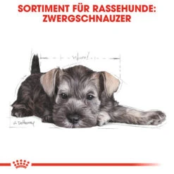 Royal Canin Mini Schnauzer Puppy - Hundefutter 11 Royal Canin Mini Schnauzer Puppy - Hundefutter -Happy Hundchen Geschaft royal canin mini schnauzer puppy hondenvoer 140182 0500 none