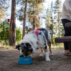 Ruffwear Bivy Bowl -Happy Hundchen Geschaft ruffwear bivy bowl 204698 0500 none