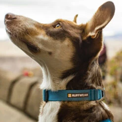Ruffwear Hi & Light Halsband -Happy Hundchen Geschaft ruffwear hi light collar 194264 0500 none