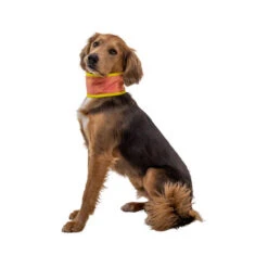 Ruffwear Swamp Cooler Neck Gaiter 11 Ruffwear Swamp Cooler Neck Gaiter -Happy Hundchen Geschaft ruffwear swamp cooler neck gaiter 196817 0500 none