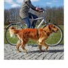Trixie Fahrrad- Und Joggingleine 1 Trixie Fahrrad- Und Joggingleine -Happy Hundchen Geschaft trixie fiets en jogginglijn 109006 0500 none