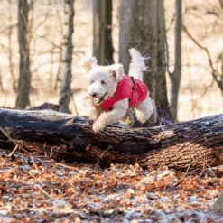 Trixie Regenjacke Vimy -Happy Hundchen Geschaft trixie regenjas vimy 204857 0500 none