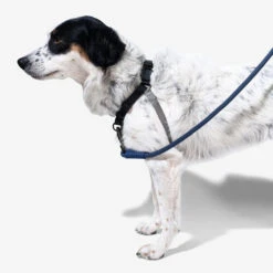 Zee.Dog Soft Walk Harness -Happy Hundchen Geschaft zeedog soft walk harness 200684 0500 none